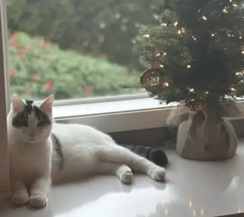 Quinn Meow