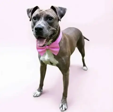 Lainey photo 5