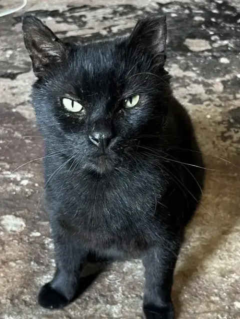 Yogi photo 5