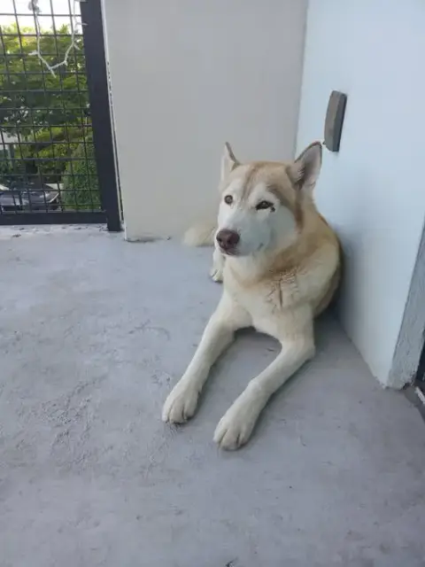 Courtesy Post: Mochi photo 3