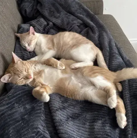Ginger And Smooch
