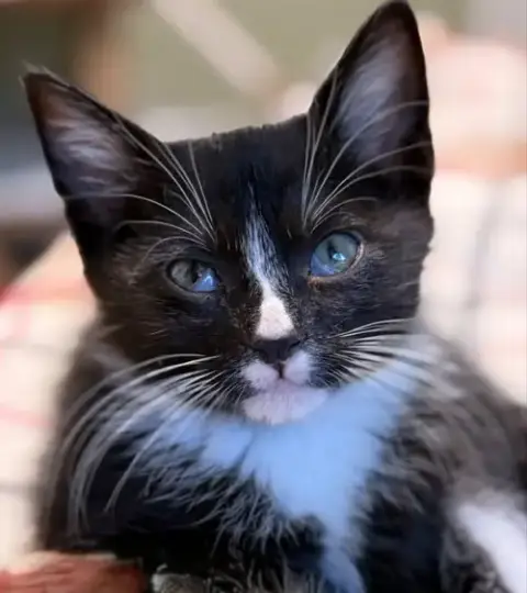 Pj