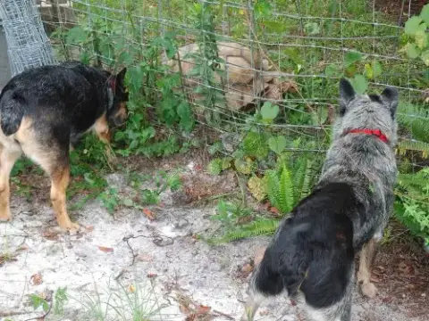 Tiki photo 5