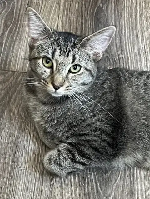Kitten Miss Rey Rey photo 2
