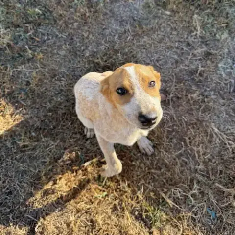 Skipper