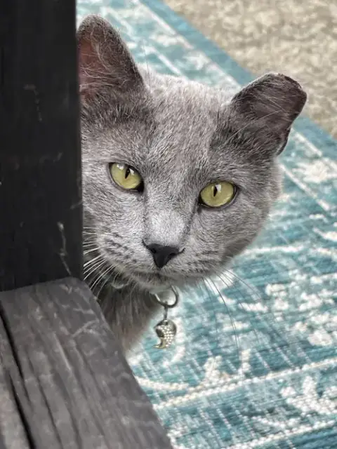 Mochi: Not At Shelter