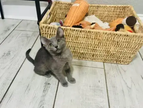 Penny