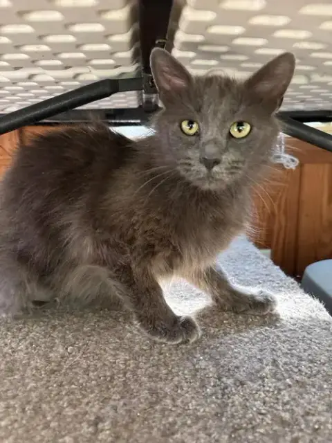 Lola