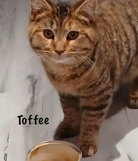 Toffee *Kitten*