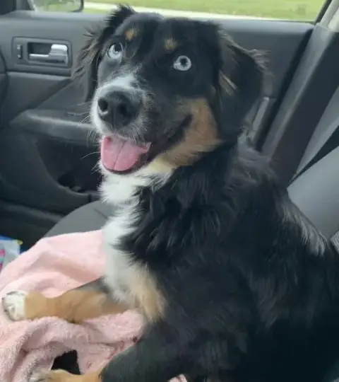 Sybbie: Not At The Shelter photo 3