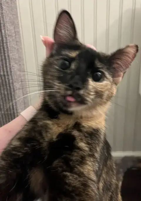 Chickpea