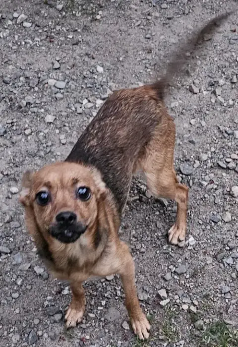 Bebe