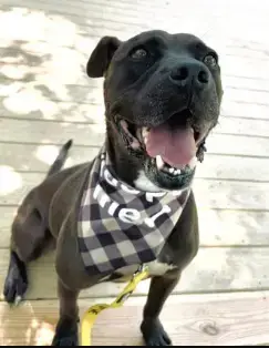 Logan