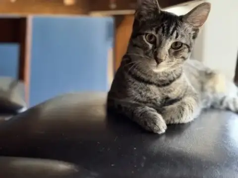 Remy