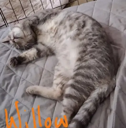 Willow