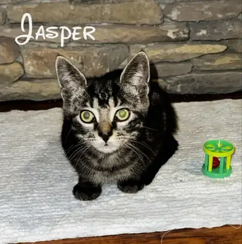 Jasper photo 4