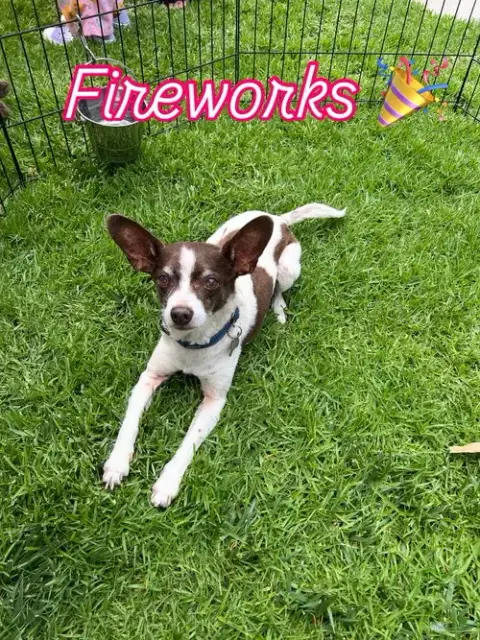 Fireworks
