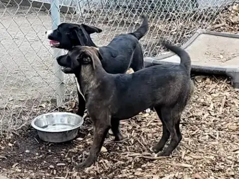 Lab Puppies photo 5