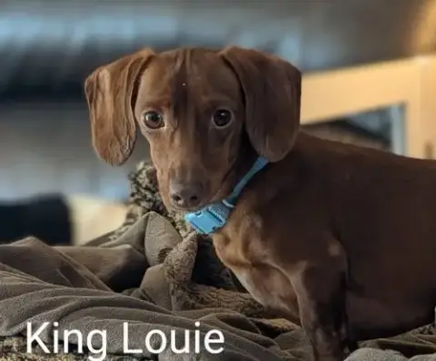 King Louie And Buster