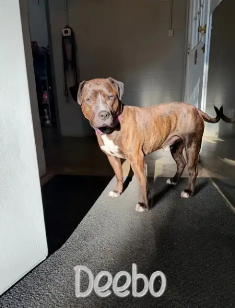 Deebo photo 4