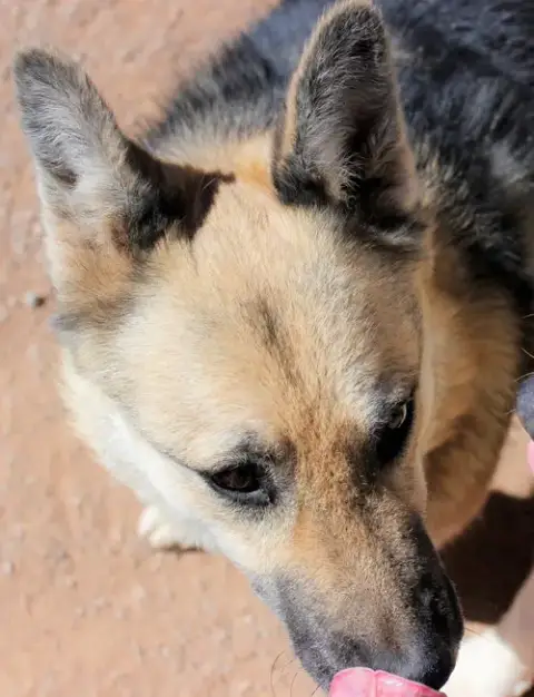 Sadie photo 5
