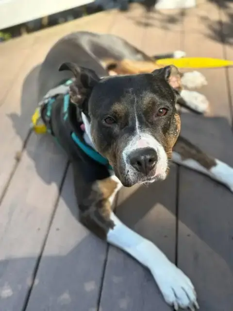 Sadie photo 4