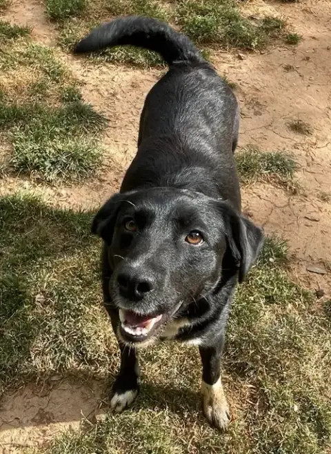 Jasmine *Temp Foster Needed photo 3