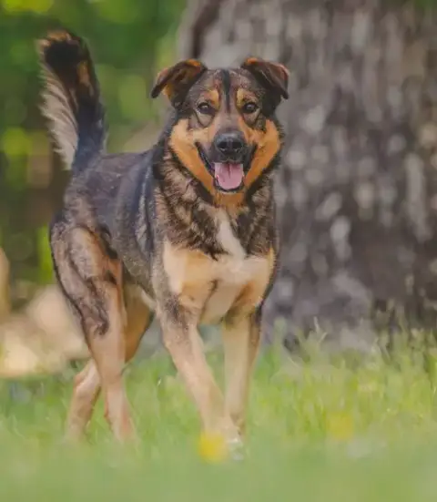 Rex: At The Shelter