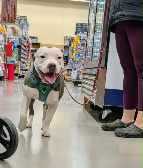 Hip,: Not At Shelter photo 4