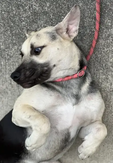 Piper photo 4
