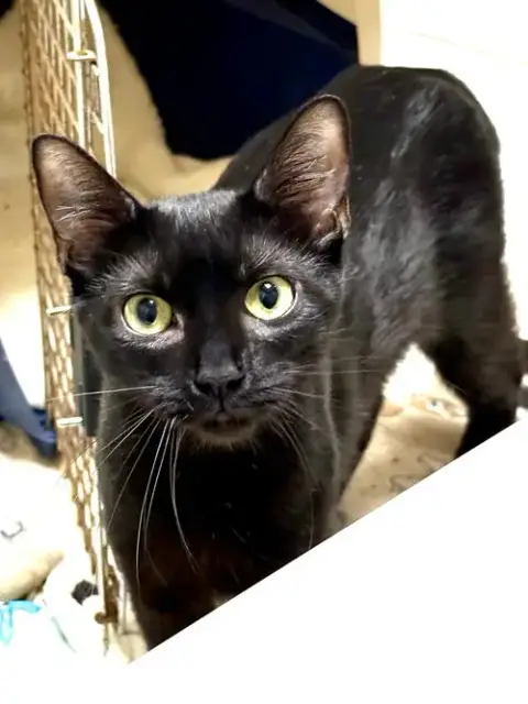 Cat photo 4