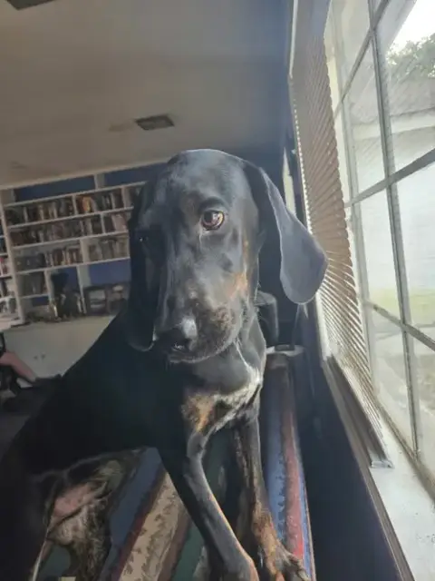 Duke