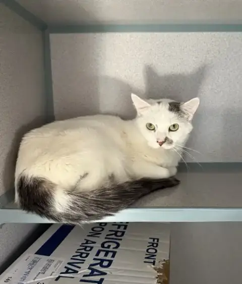 Andromeda- Barn Cat