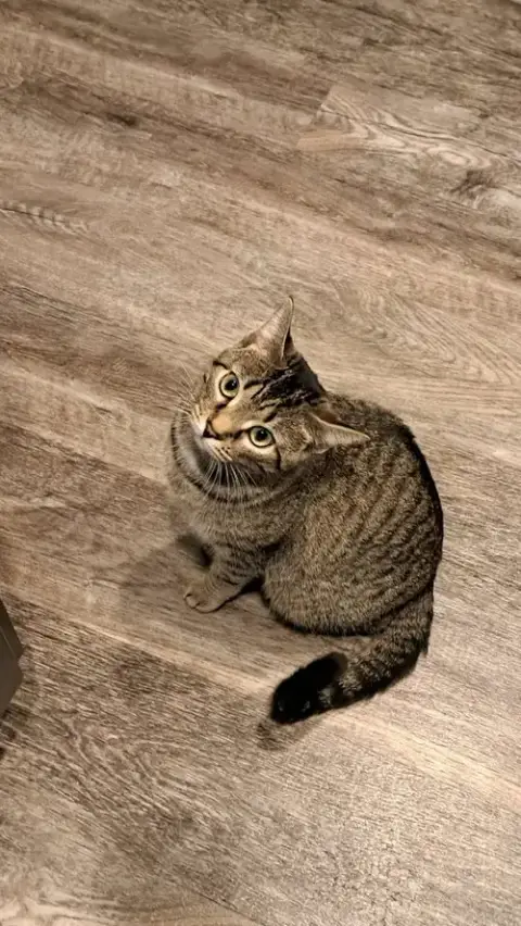 Cat photo 3