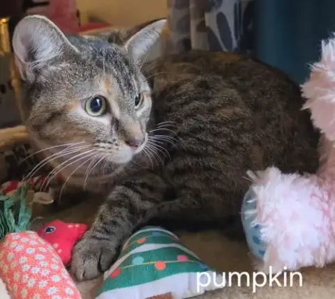 Pumpkin photo 2