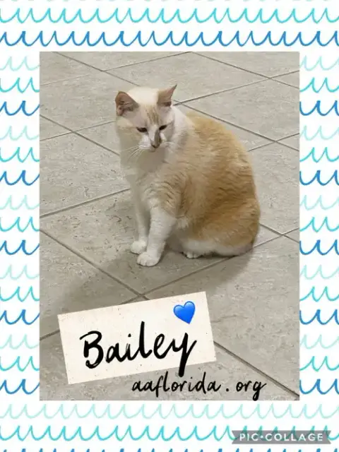 Bailey *Cyd photo 3