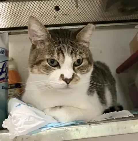 Brooks photo 5