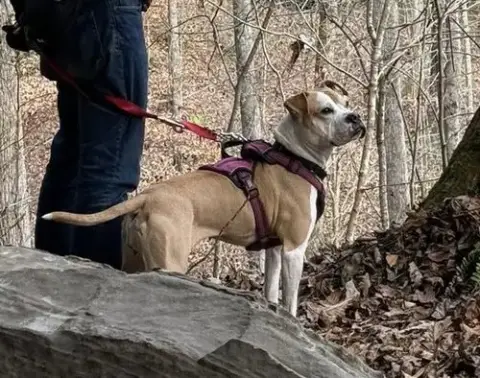 Tazzie photo 5