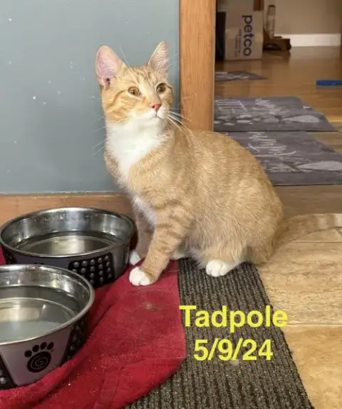 Tadpole