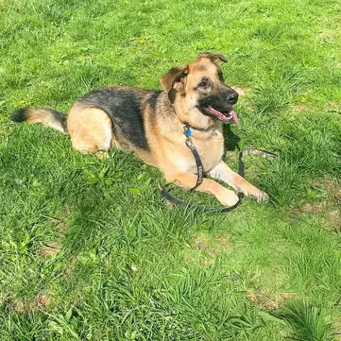 Maya