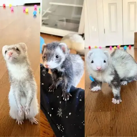 Bella & Mango & Zoey