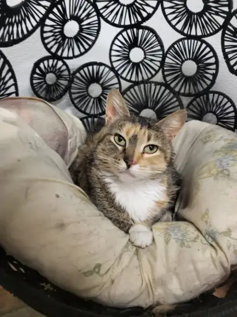 Pepper