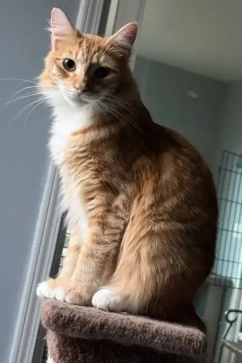 Heathcliff