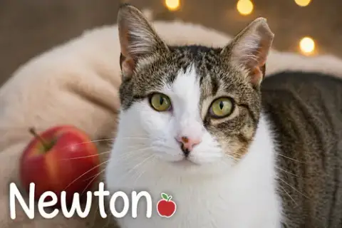 Newton photo 3