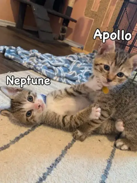 Neptune photo 2