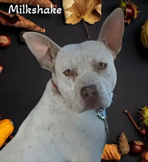 Milkshake photo 4