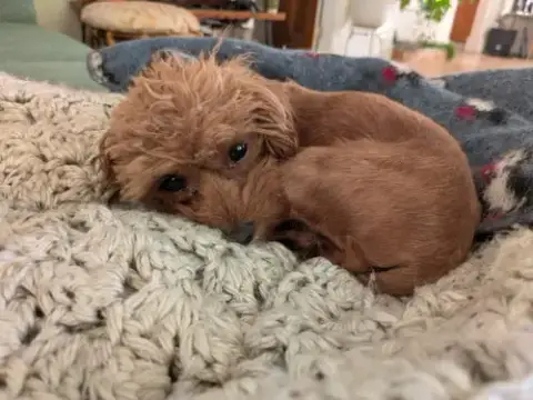 Pipsqueak photo 3