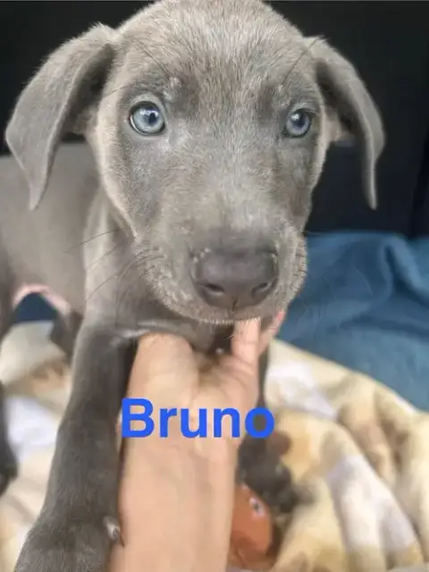 Bruno Song photo 2