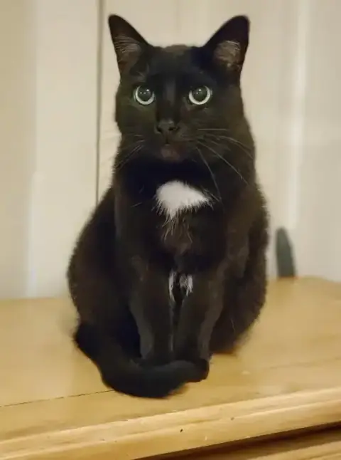 Bagheera