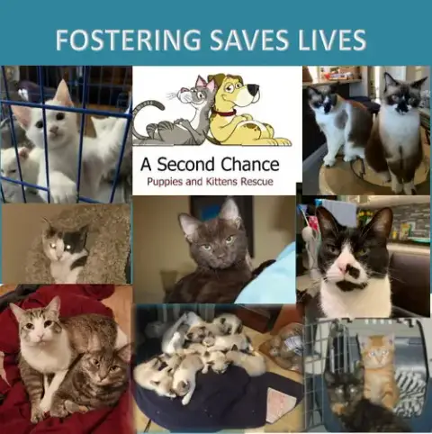 I Want To Foster To Adopt A Cat